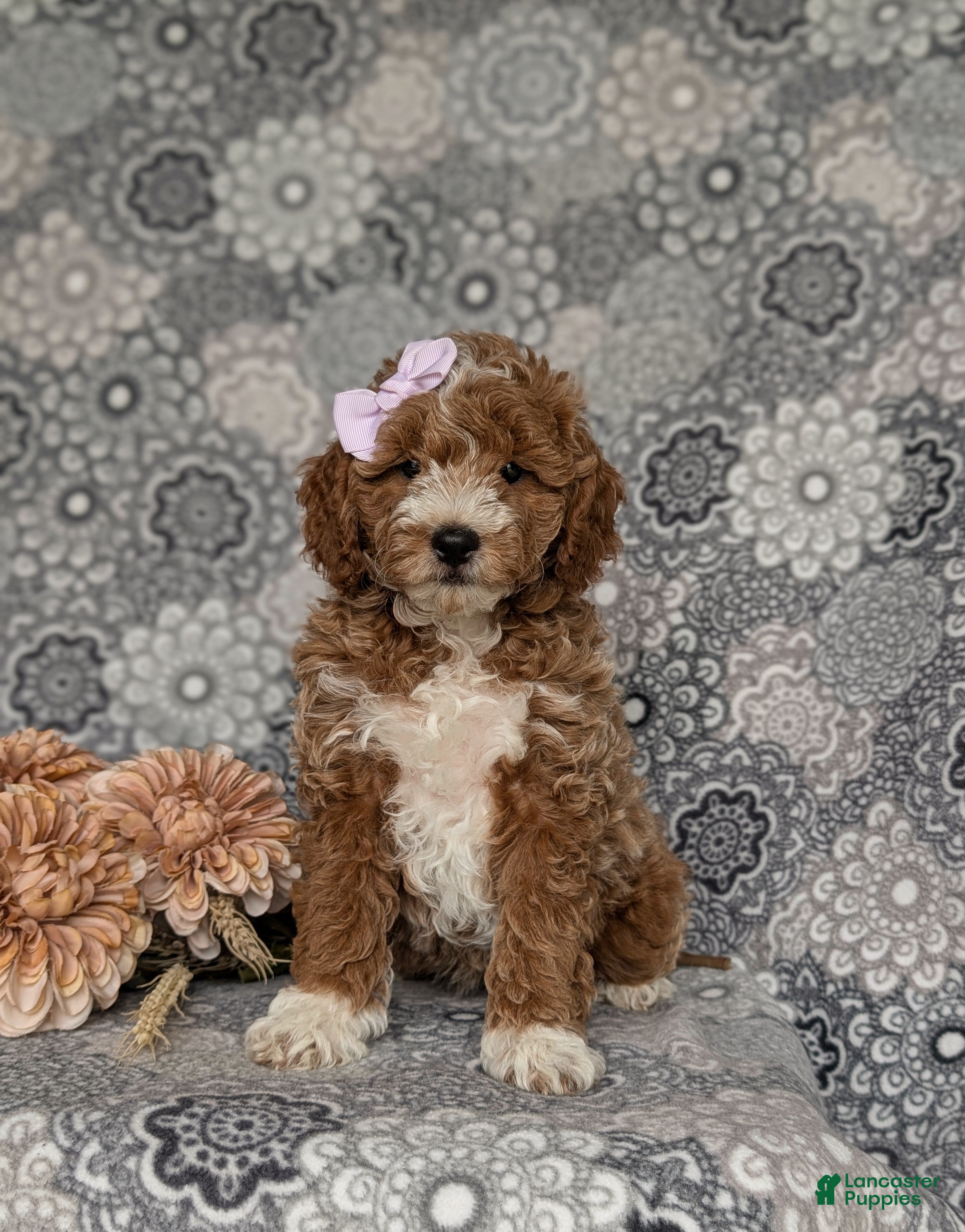 Miniature Poodle dogs for sale: Peyton - Ad 2