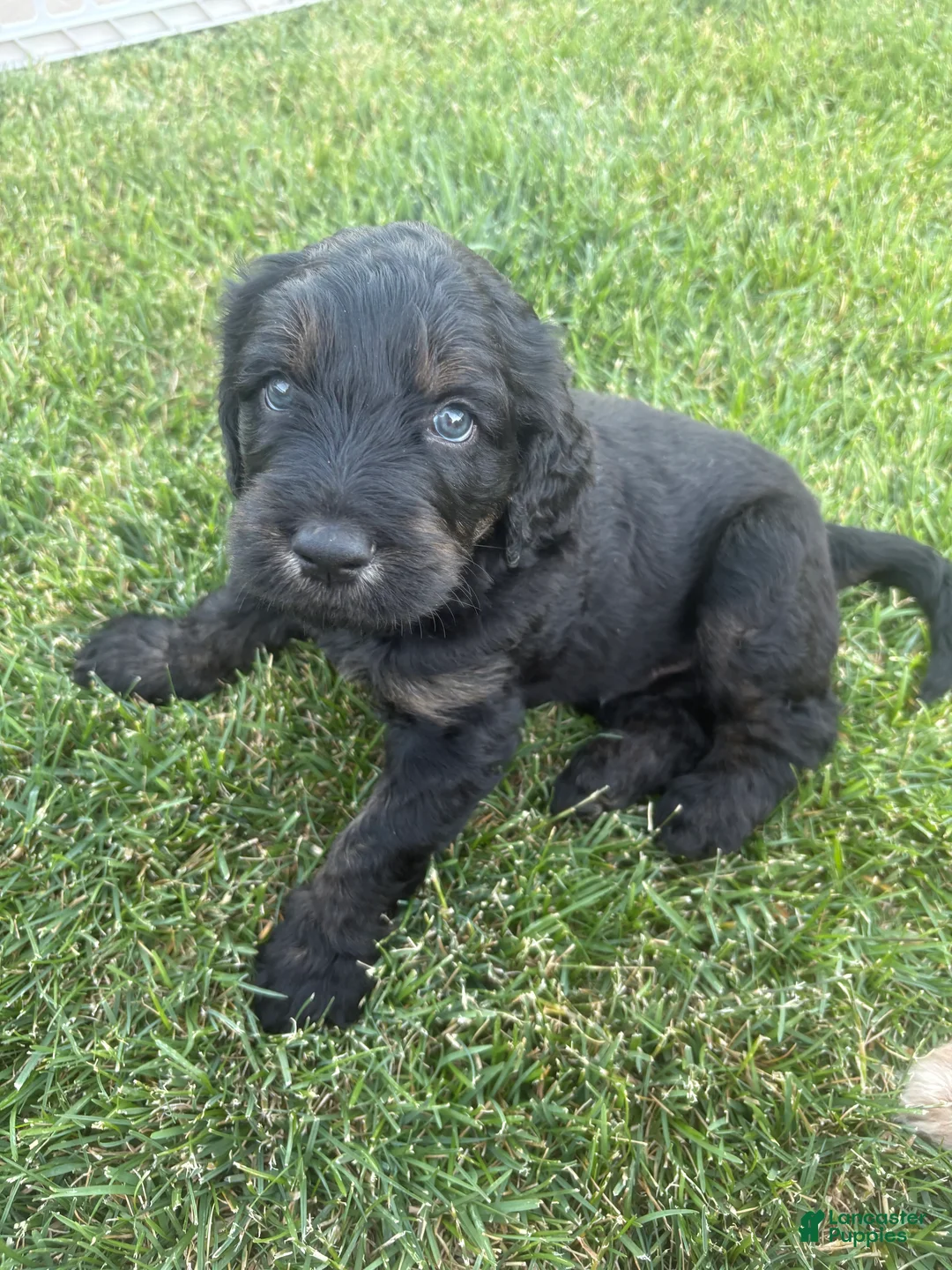 Goldendoodle dogs for sale: Jasper - Ad 1