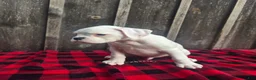 Boxer dogs for sale: Brock - Ad 5