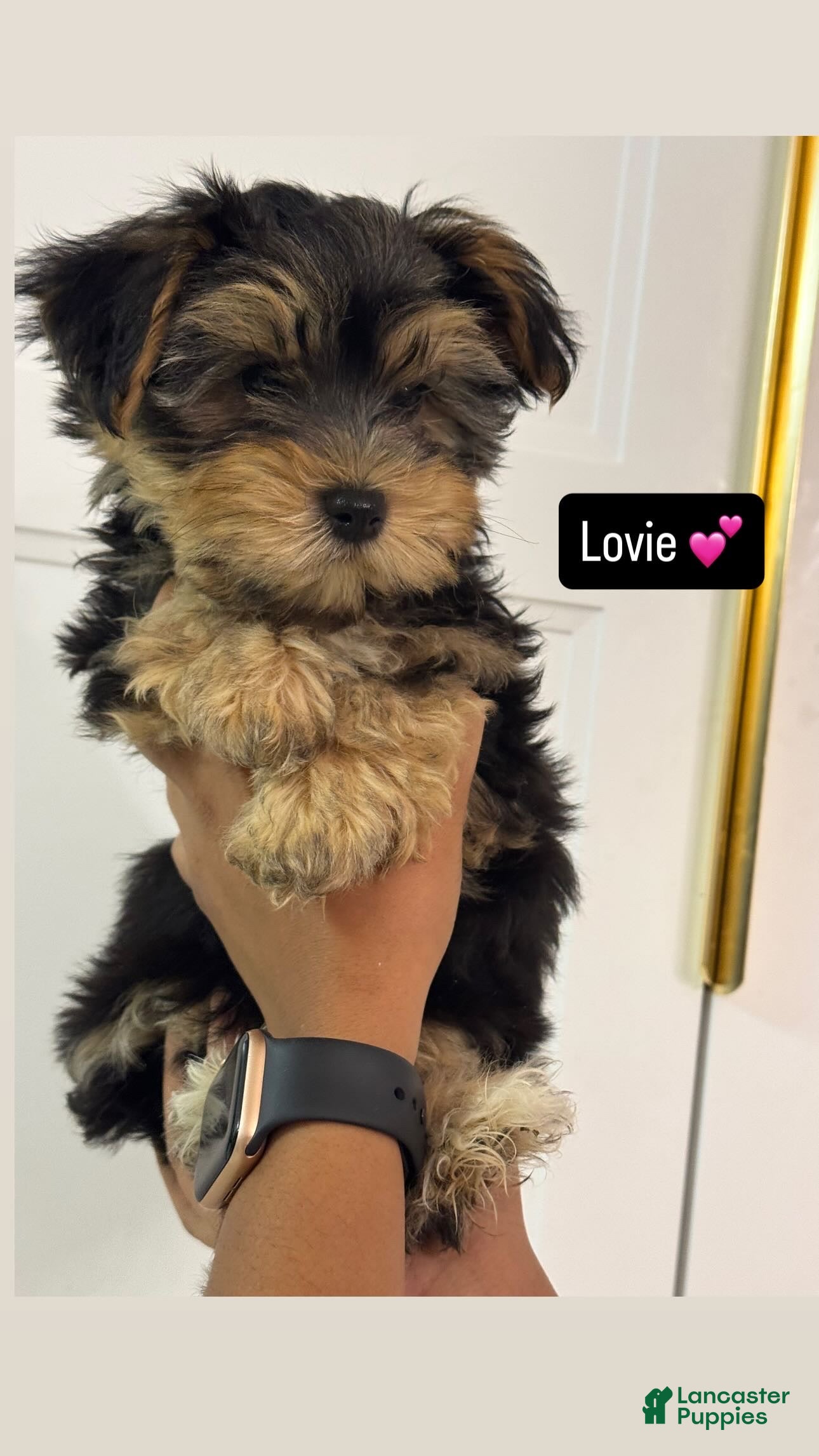 Morkie dogs for sale: Lovie - Ad 41