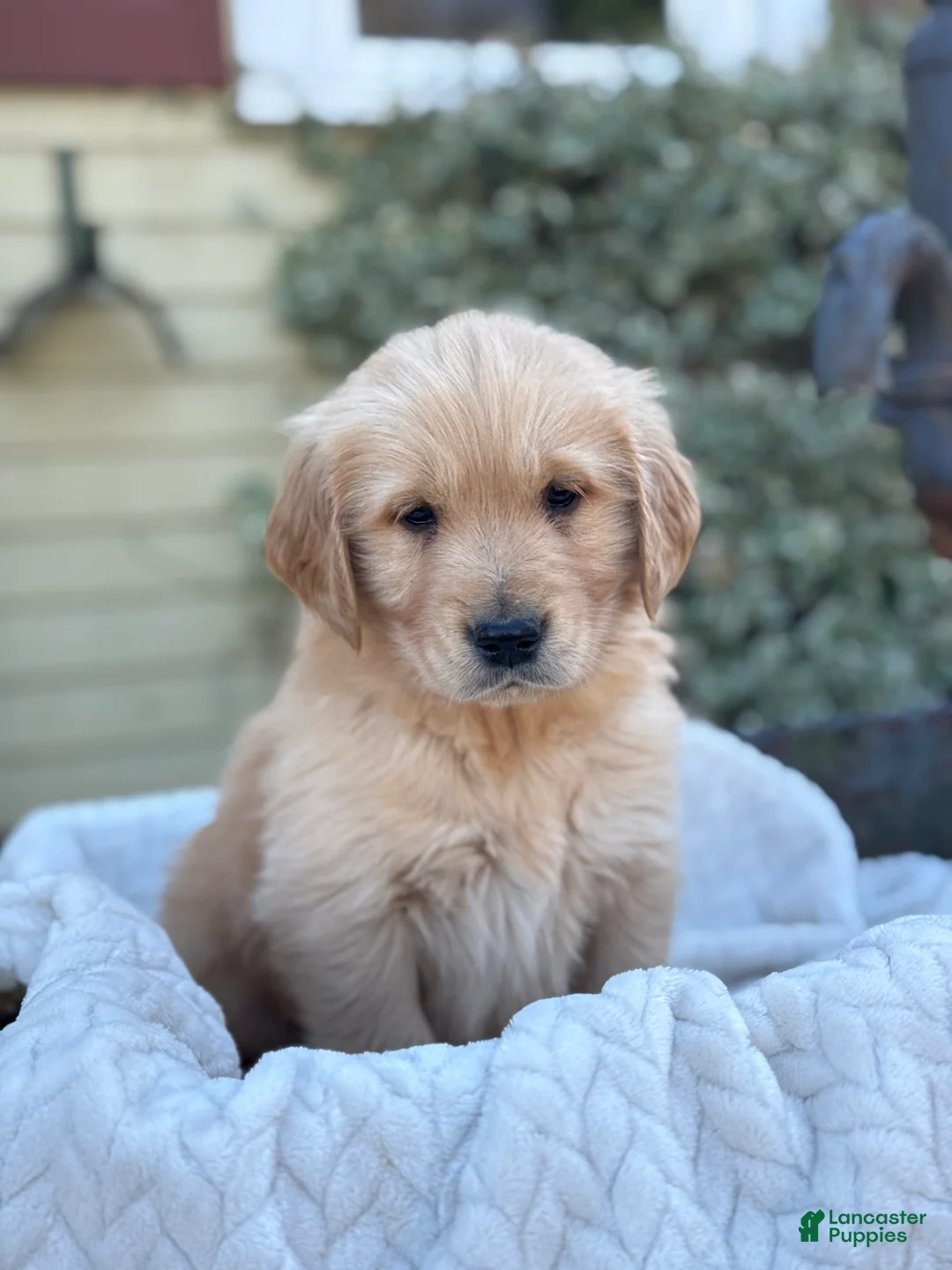 Golden Retriever dogs for sale: Morty - Ad 1