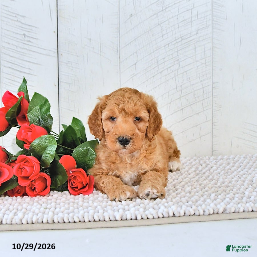 Mini Goldendoodle dogs for sale: Teddy - Ad 1