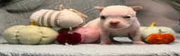 American Bully dogs for sale: American Bully 5 - Ad 9