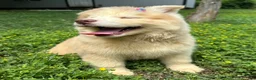 Siberian Husky dogs for sale: RAYA - Ad 6