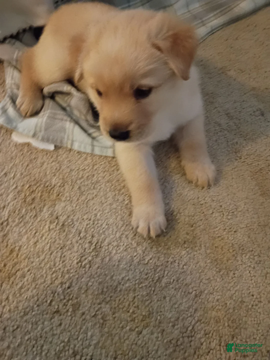 Mixed Breed dogs for sale: Scooby-Doo - Ad 1