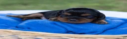 Cavalier King Charles Spaniel dogs for sale: Spanky - Ad 4