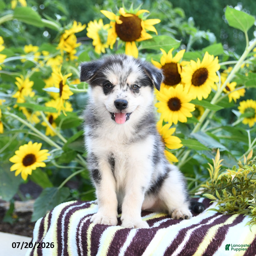 Pomsky dogs Arthur - Ad 2