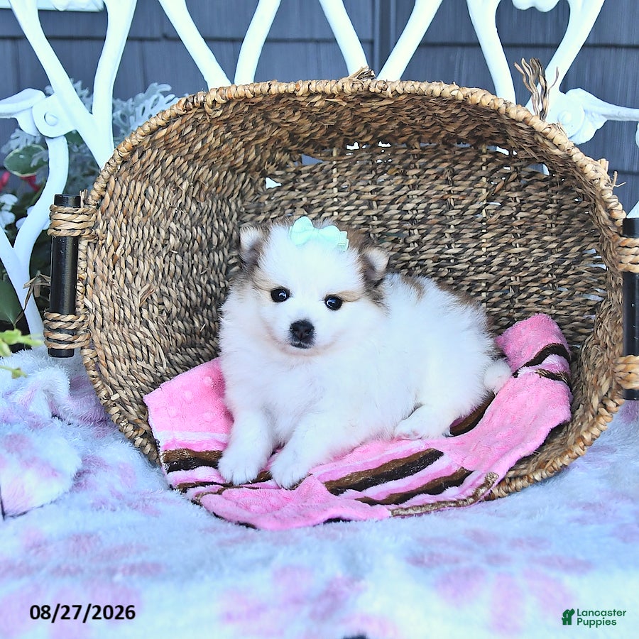 Pomeranian dogs Ava  - Ad 2