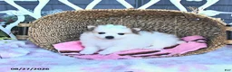 Pomeranian dogs for sale: Ava  - Ad 2