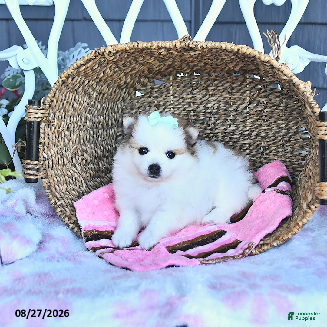 Pomeranian dogs for sale: Ava  - Ad 2