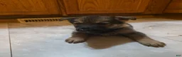 Golden Shepherd dogs for sale: German Shepherd Puppy 5 - Ad 6