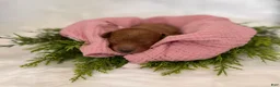 Mini Goldendoodle dogs for sale: Rose Collar  - Ad 13