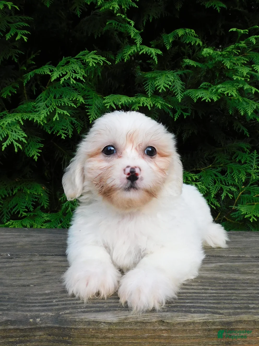 Teddy Bear dogs for sale: Finley  - Ad 2