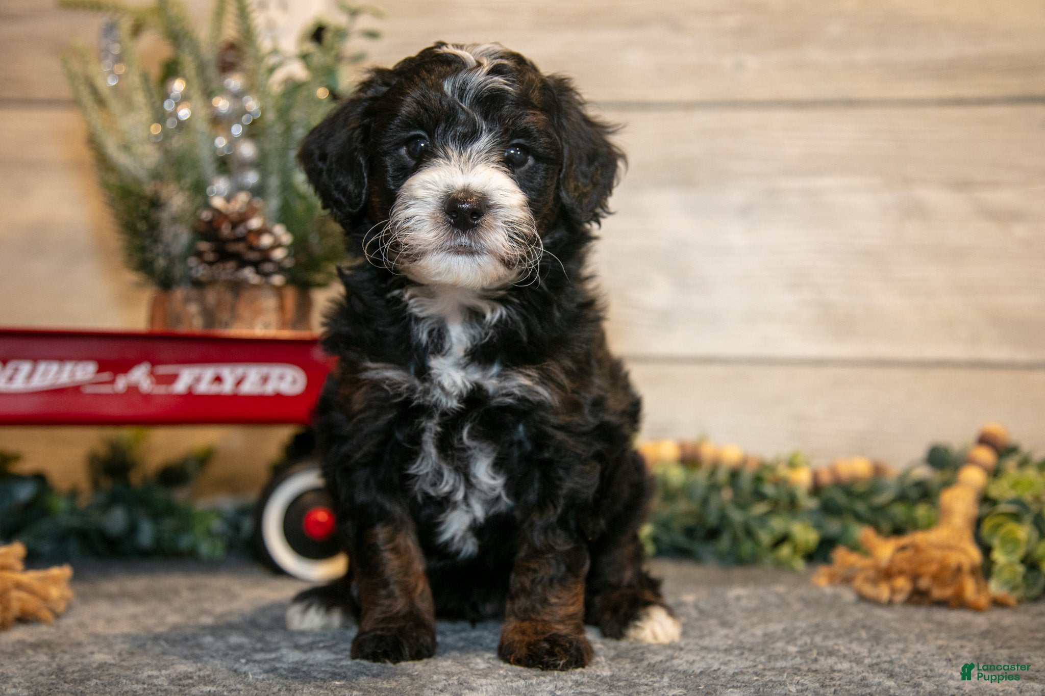 Mini Goldendoodle dogs Theo - Ad 35