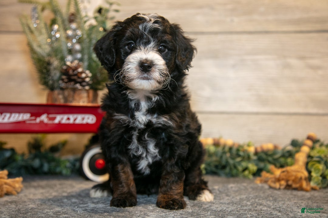 Mini Goldendoodle dogs for sale: Theo - Ad 1