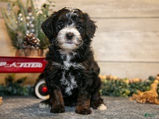 Mini Goldendoodle dogs Theo - Ad 35