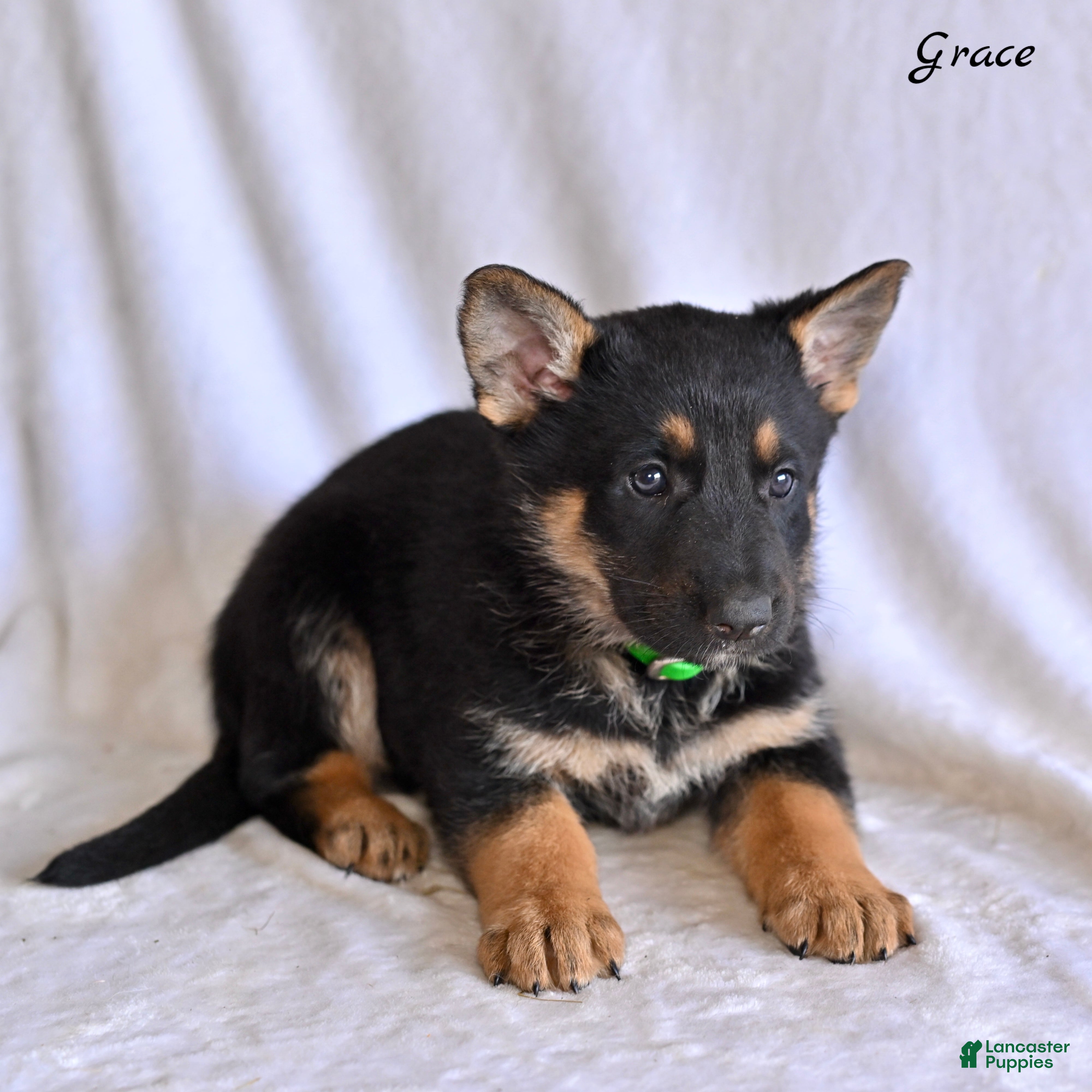 German Shepherd dogs Grace - Ad 2