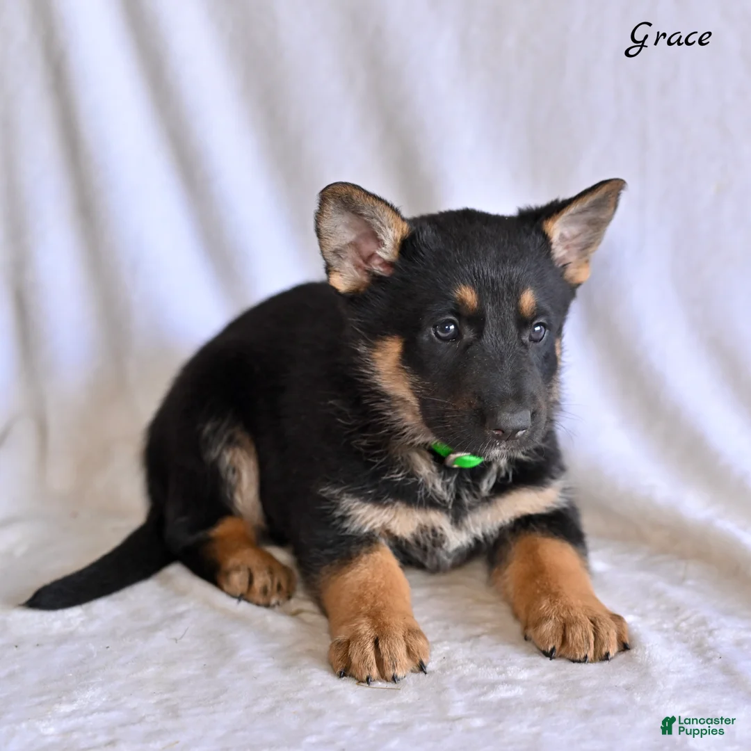 German Shepherd dogs for sale: Grace - Ad 2