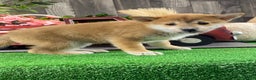 Shiba Inu dogs for sale: Ida - Ad 2