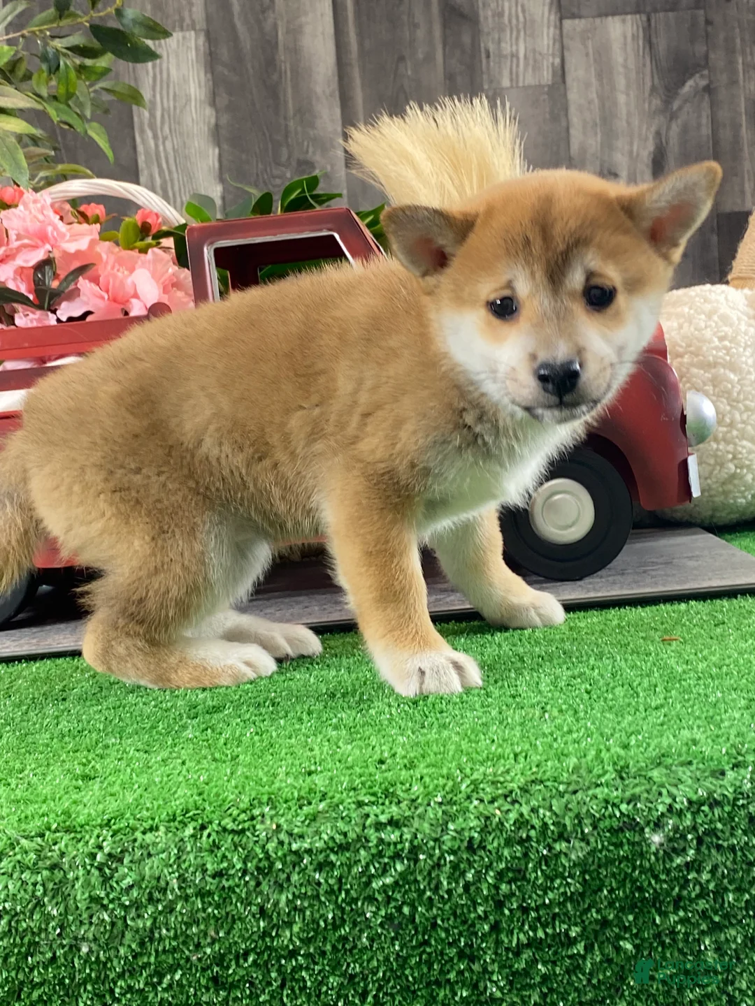 Shiba Inu dogs for sale: Ida - Ad 2