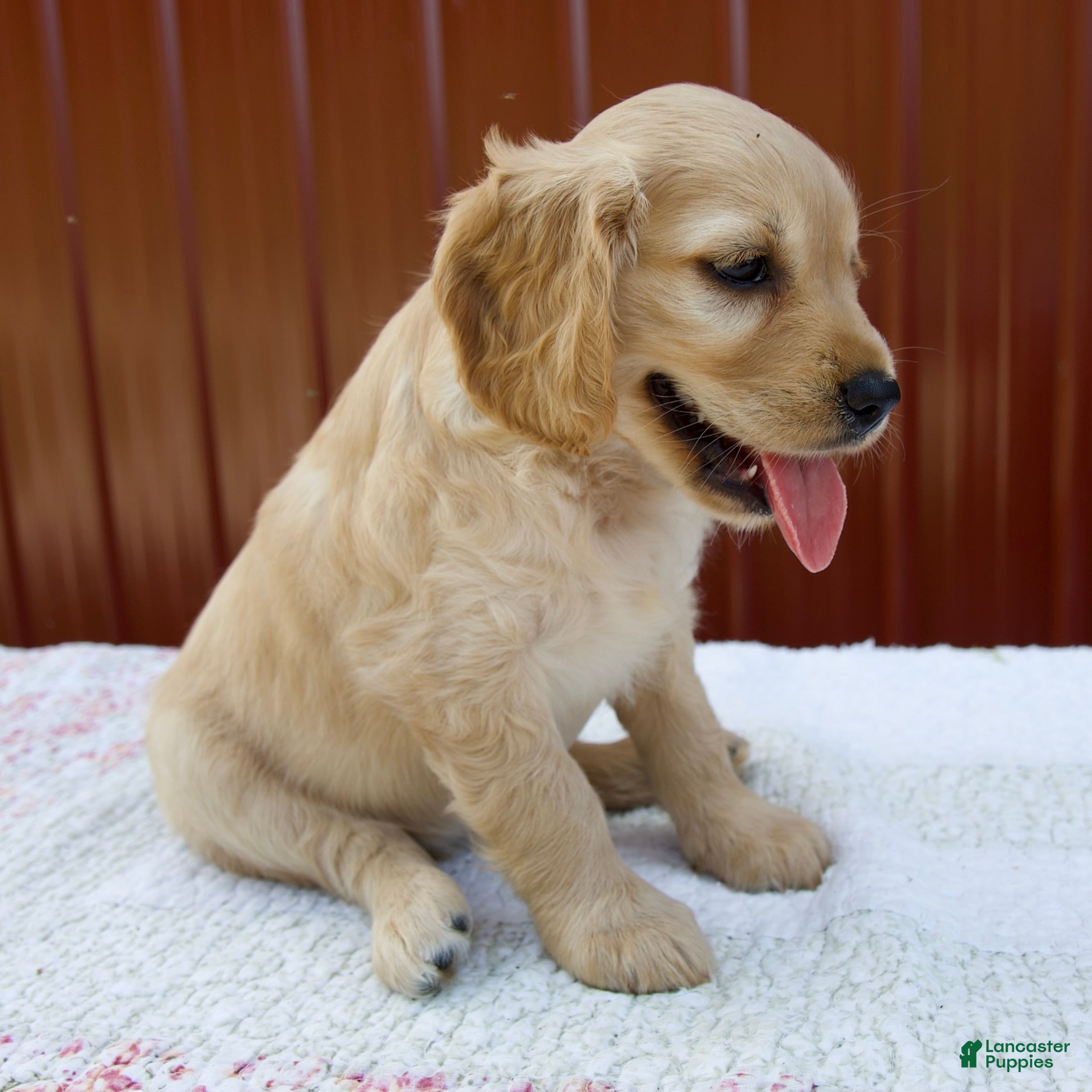 Miniature Golden Retriever dogs Greta - Ad 2