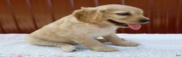 Miniature Golden Retriever dogs for sale: Greta - Ad 2