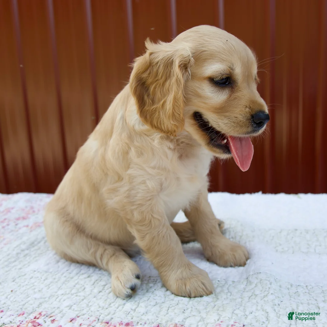 Miniature Golden Retriever dogs for sale: Greta - Ad 2