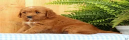 Mini Goldendoodle dogs for sale: Carmella - Ad 3