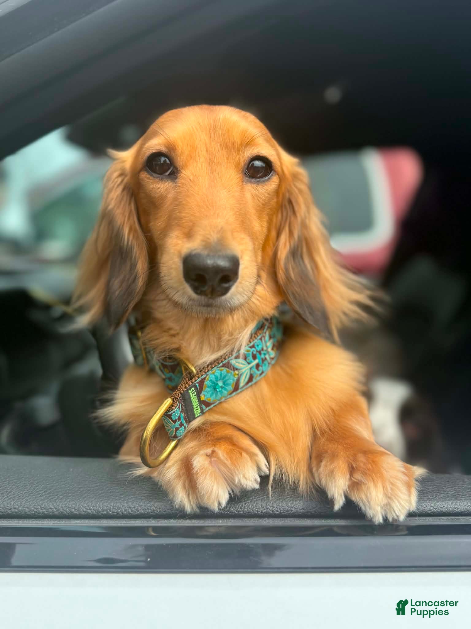 Chili