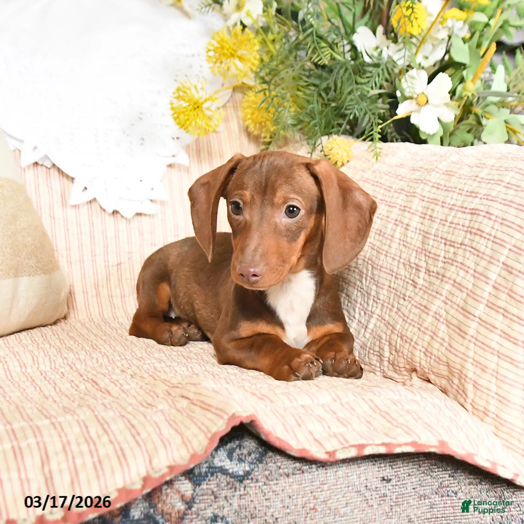 Dachshund dogs for sale: Mitzi - Ad 5