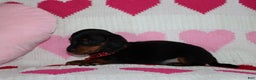 Miniature Dachshund dogs for sale: Marko - Ad 4