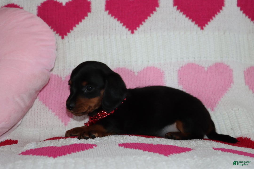 Miniature Dachshund dogs for sale: Marko - Ad 4