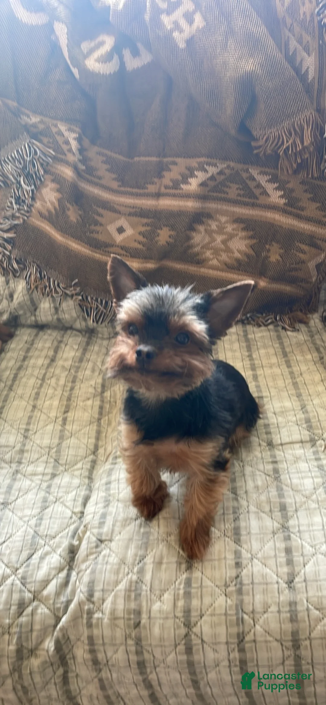Yorkshire Terrier dogs for sale: Yorkshire Terrier 1 - Ad 9
