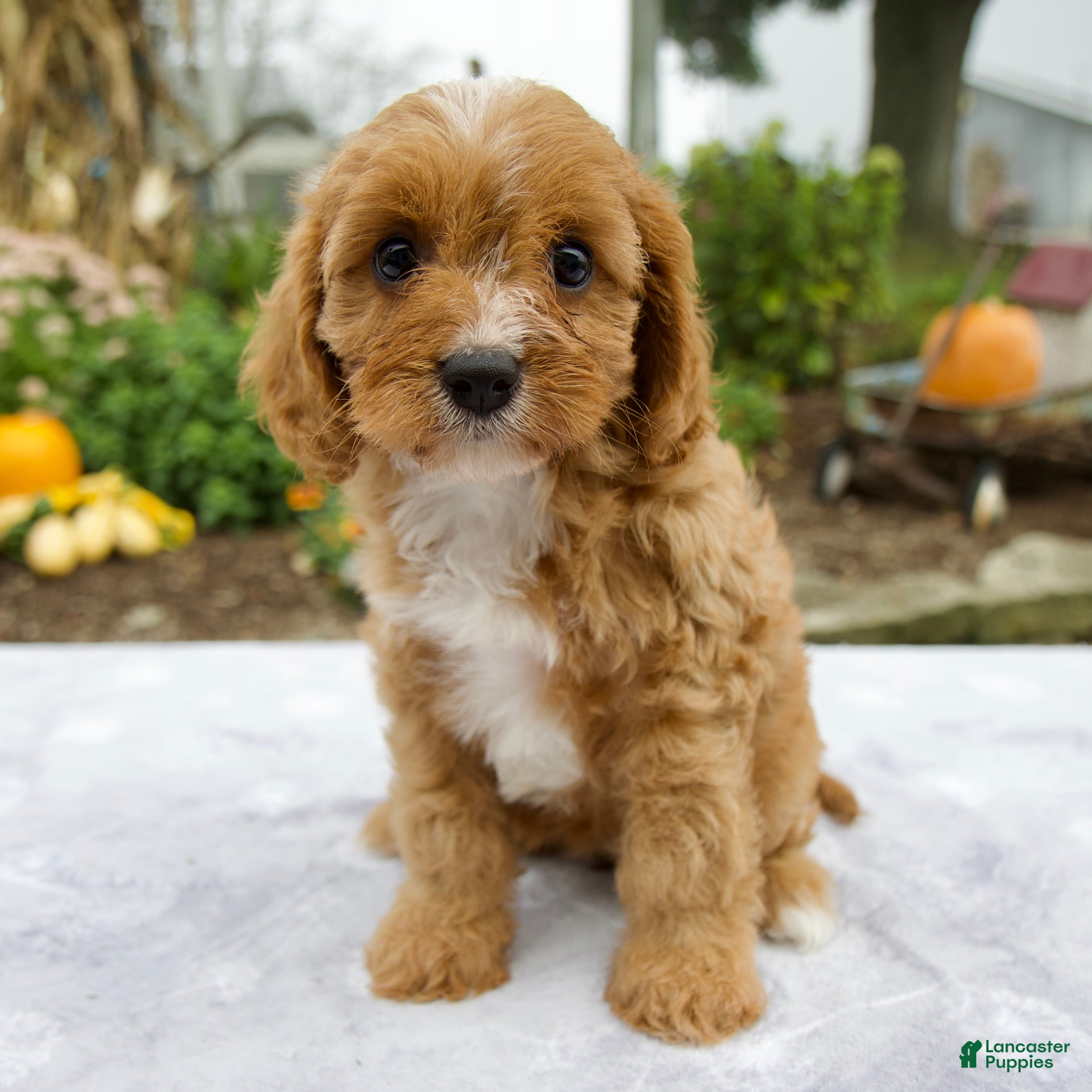 Cavapoo dogs Tori - Ad 1