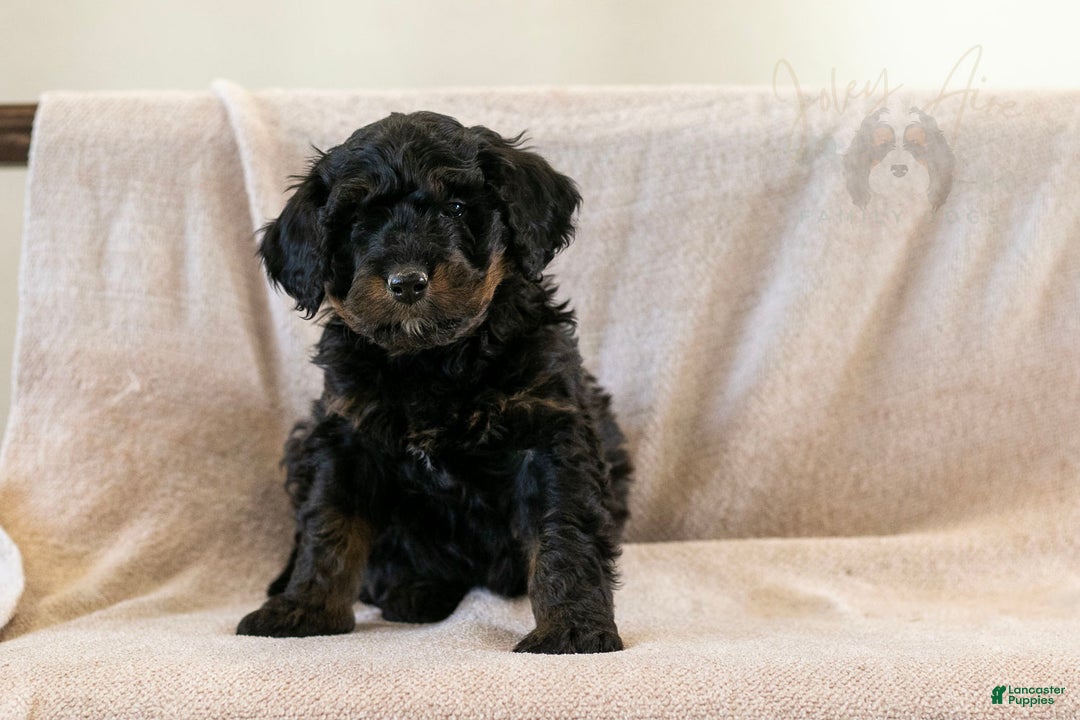 Bernedoodle dogs for sale: Aurora - Ad 13