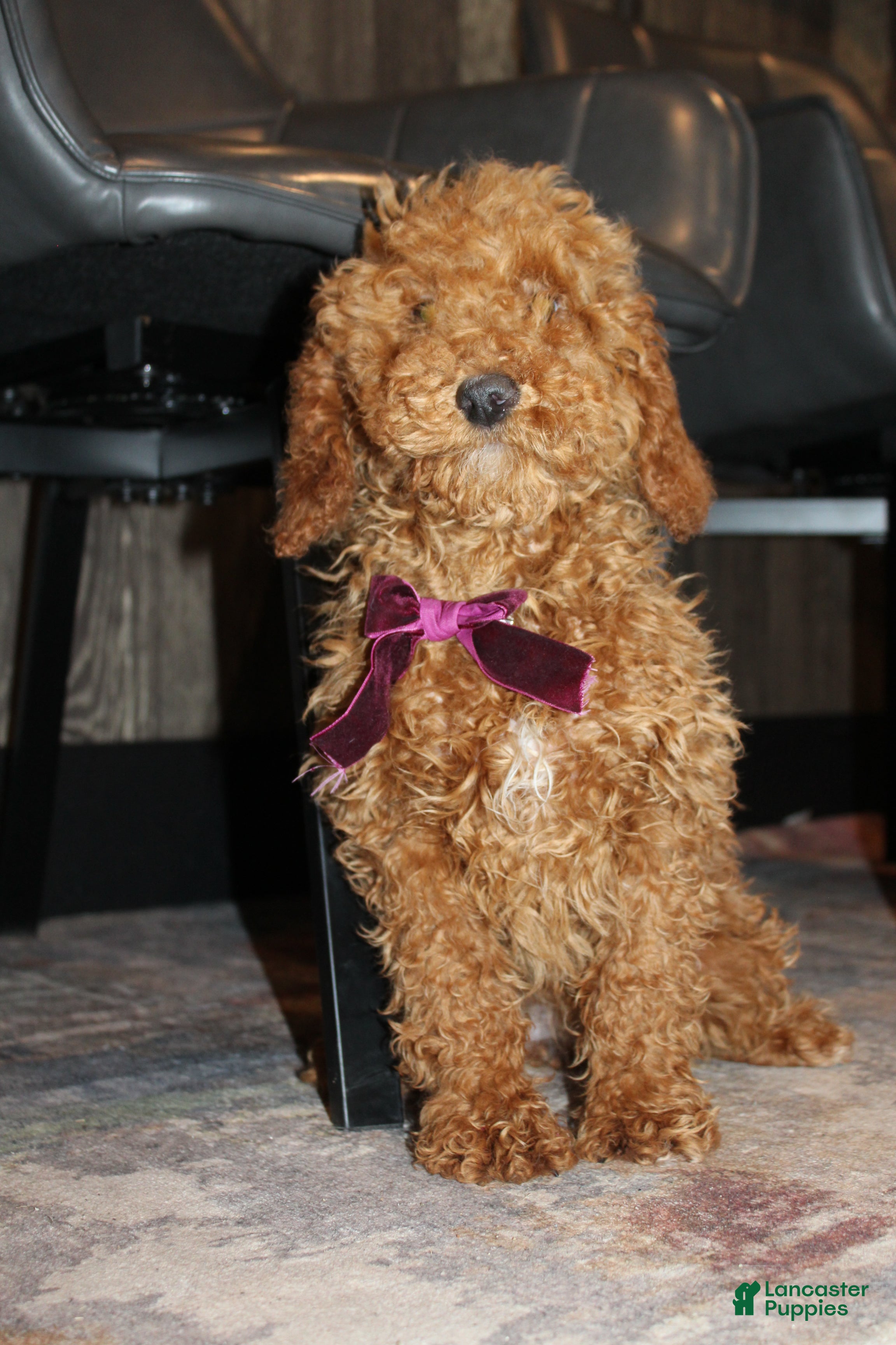 Miniature Poodle dogs AKC Piper - Ad 2
