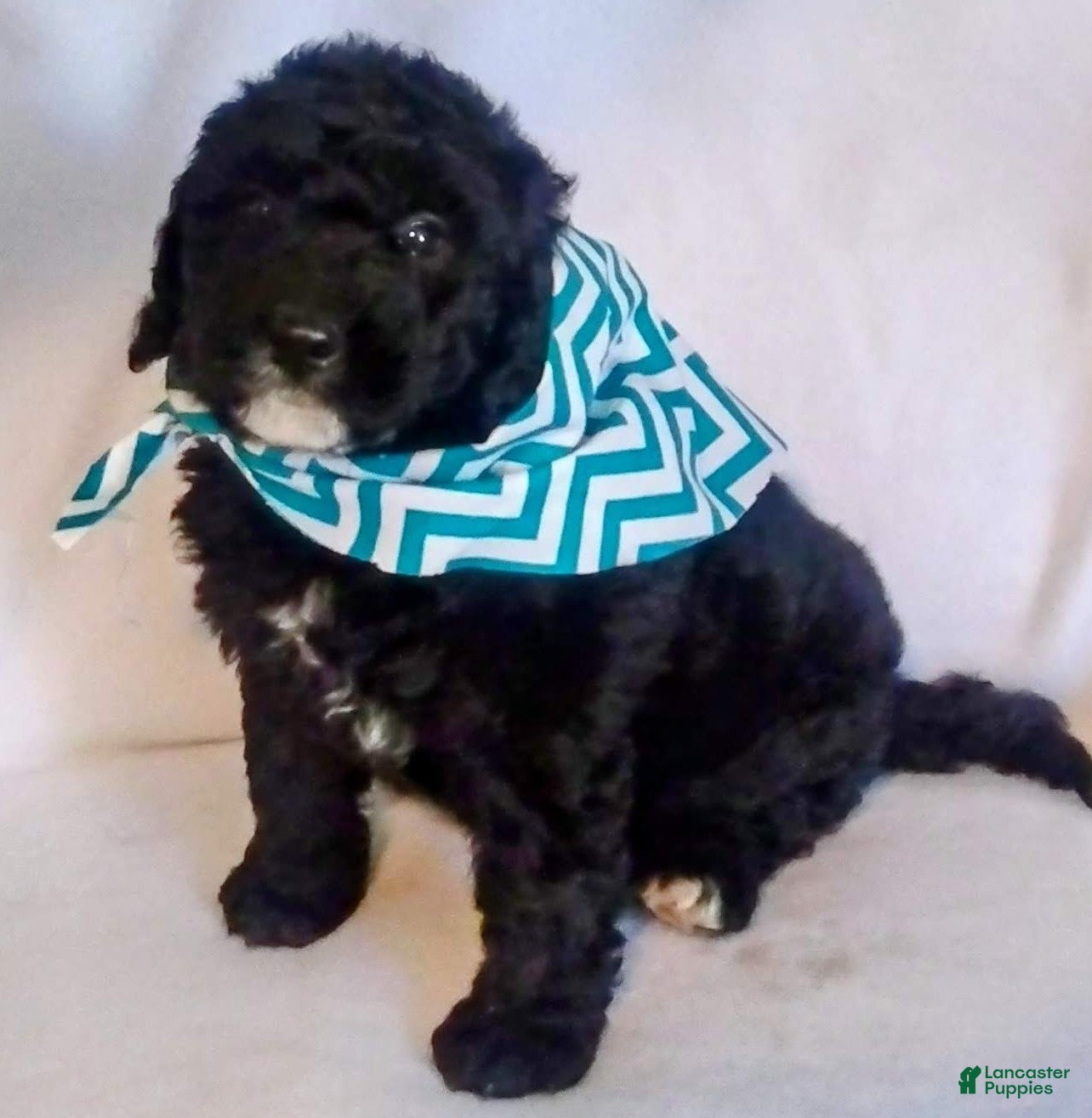 Mini Bernedoodle dogs Mini Bernedoodle Puppy 2 - Ad 21