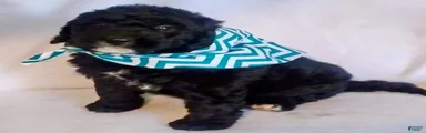 Mini Bernedoodle Puppy 2