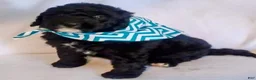 Mini Bernedoodle dogs for sale: Mini Bernedoodle Puppy 2 - Ad 1