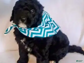 Mini Bernedoodle dogs Mini Bernedoodle Puppy 2 - Ad 11