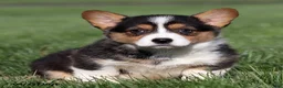 Welsh Corgi Pembroke dogs for sale: Marigold - Ad 3