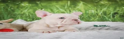 French Bulldog dogs for sale: Lucy - Ad 9