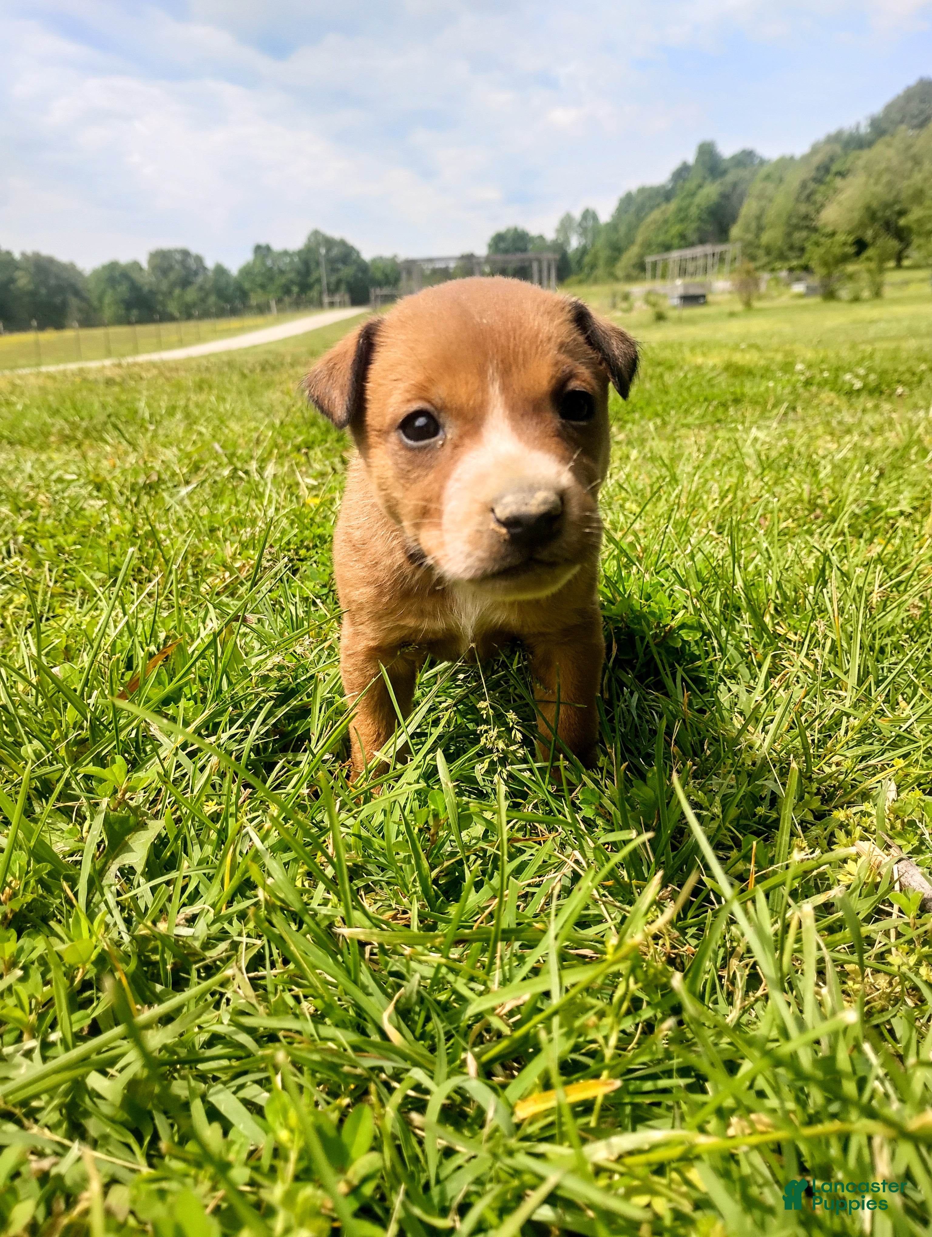 Mixed Breed dogs Mixed Breed Puppy 8 - Ad 28