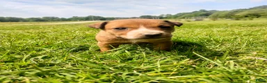 Mixed Breed Puppy 8