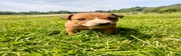 Mixed Breed dogs for sale: Mixed Breed Puppy 8 - Ad 1