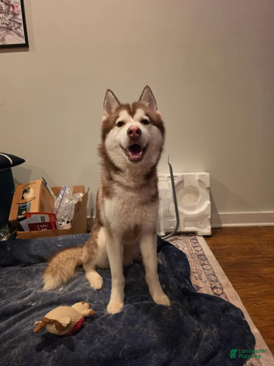 Siberian Husky dogs for sale: Phoenix - Ad 1