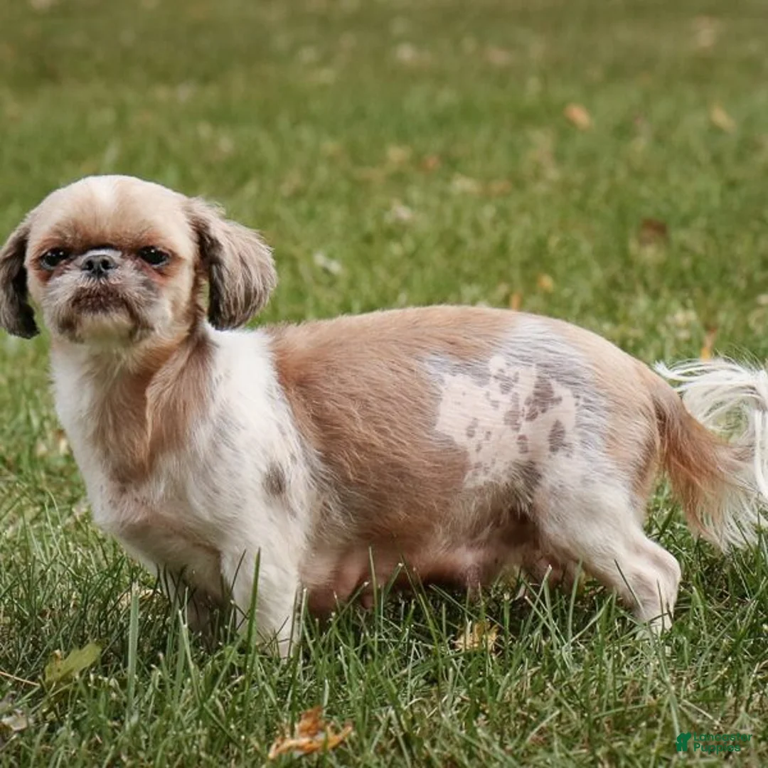 Shih Tzu dogs for sale: Buddy Shih Tzu Puppy  - Ad 9