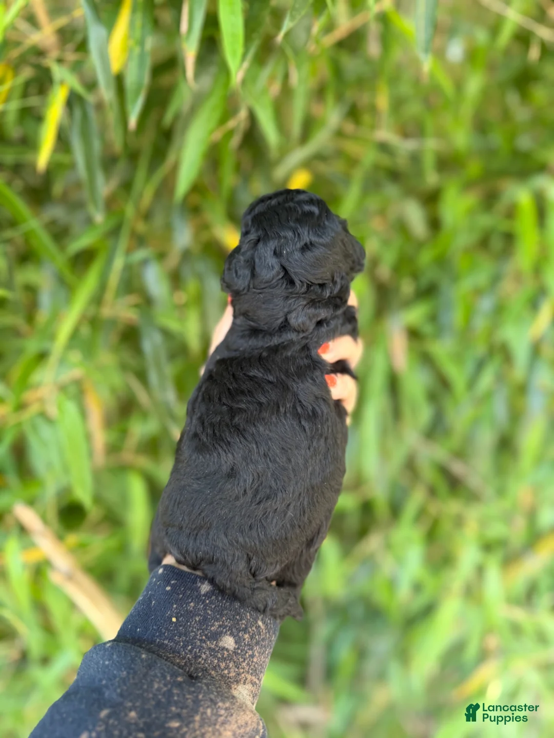 Mixed Breed dogs for sale: F1 toy Aussiedoodle Puppy 3 - Ad 2