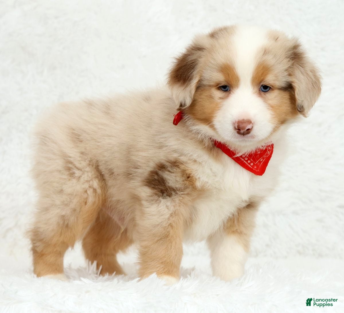 Australian Shepherd dogs Rhett - Ad 1