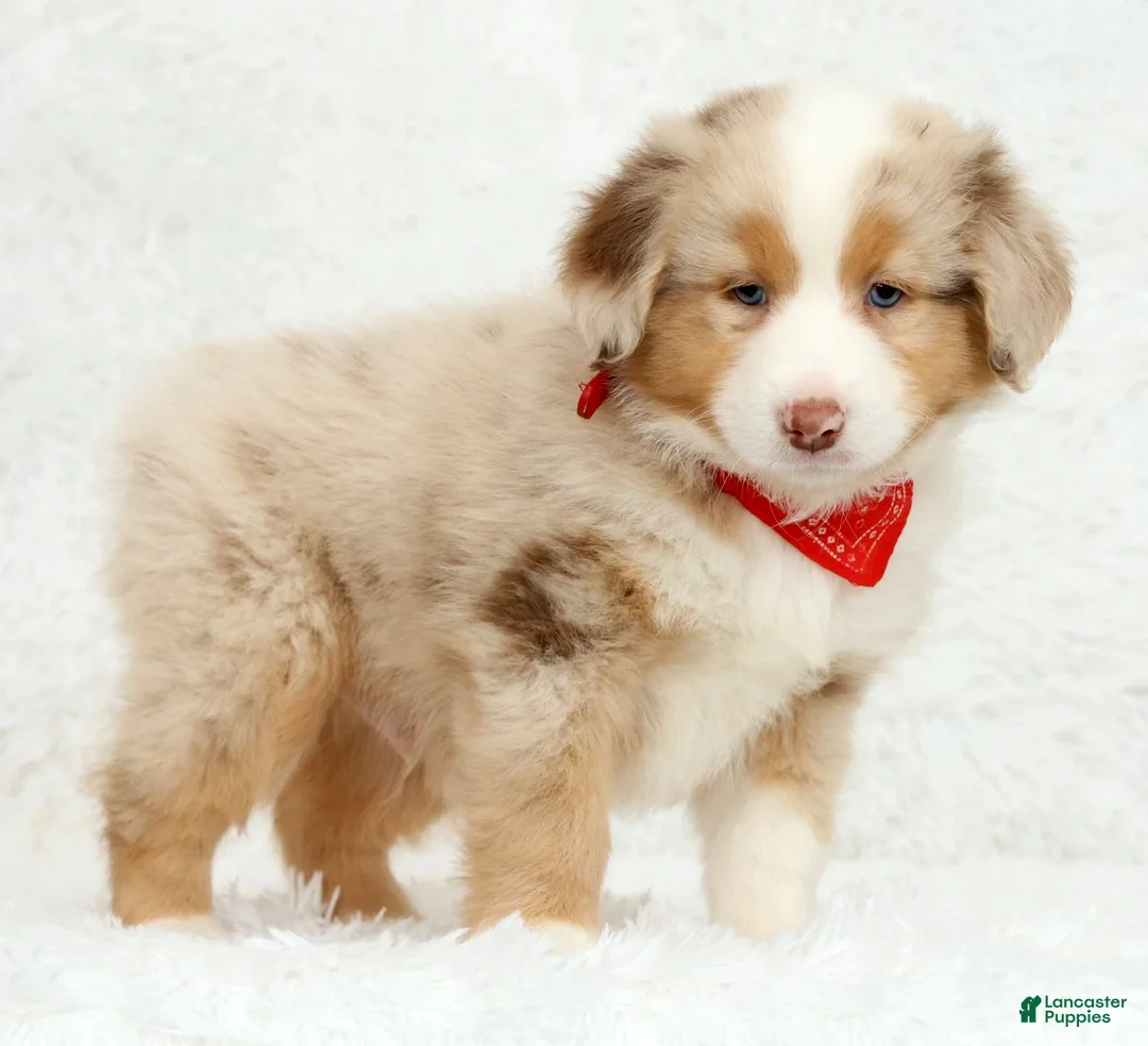 Australian Shepherd dogs for sale: Rhett - Ad 1